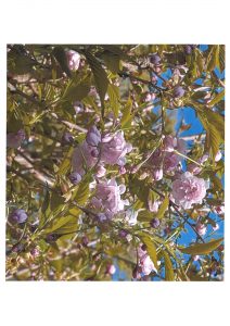 <span class="title">202600425「関山街道のさくらめぐり」　作並菊桜、簪桜の開花状況</span>