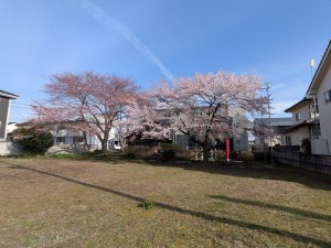 <span class="title">20260404「愛子宿さくらてくてくめぐり」　開花状況</span>