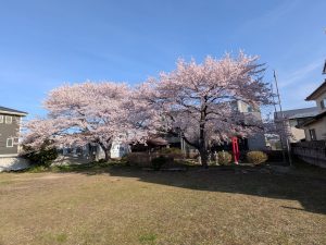 <span class="title">202600409「愛子宿さくらてくてくめぐり」　開花状況（２）</span>