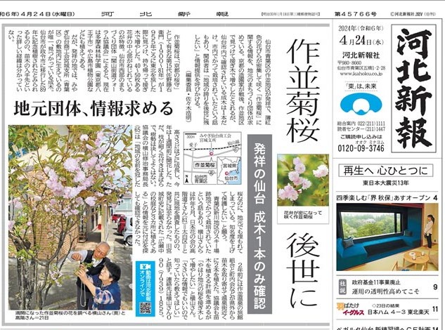 20240424「作並菊桜」を後世にの見出しで　河北朝刊1面に作並菊桜の話題を取り上げていただきました